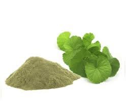 सुलतान Acalypha hispida